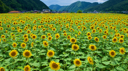 佐用町のひまわり畑