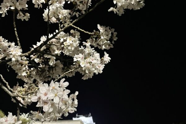 【姫路スポット】姫路城の夜桜
