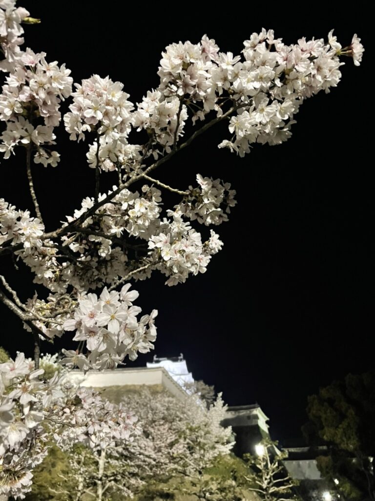 【姫路スポット】姫路城の夜桜